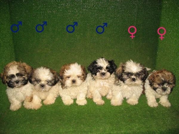 SHIH TZU PRECIOSOS A LA VENTA POR 320 EUROS :)