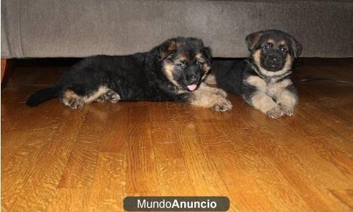 Pastor alemán inteligente cachorros listos para ir