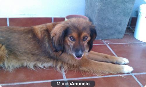 16 PERRITAS BUSCAN FAMILIA