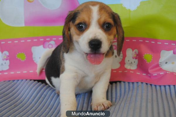 Beagles tricolor, precio especial 200€