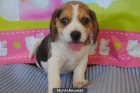 Beagles tricolor, precio especial 200€ - mejor precio | unprecio.es