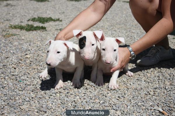 Bullterrier 350€