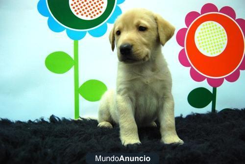 Cachorritos de labrador y golden, criados en familia