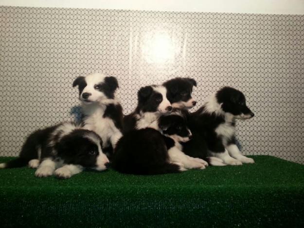 Cachorros de Border Collie