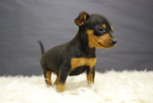 cachorros de Mini Pinscher de Calidad