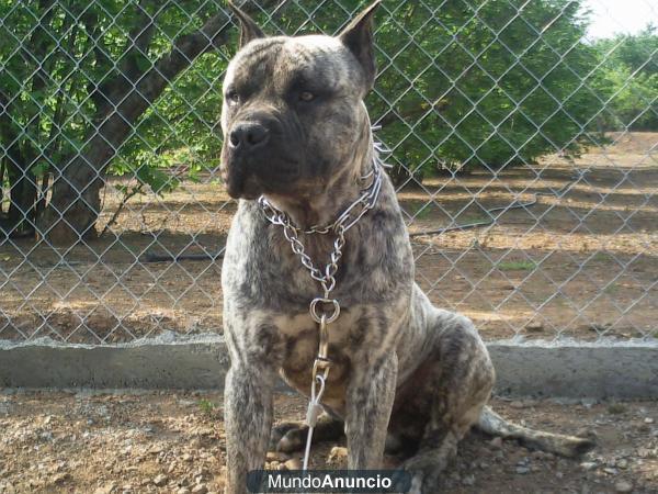 CACHORROS PRESAS CANARIOS X PITBULL