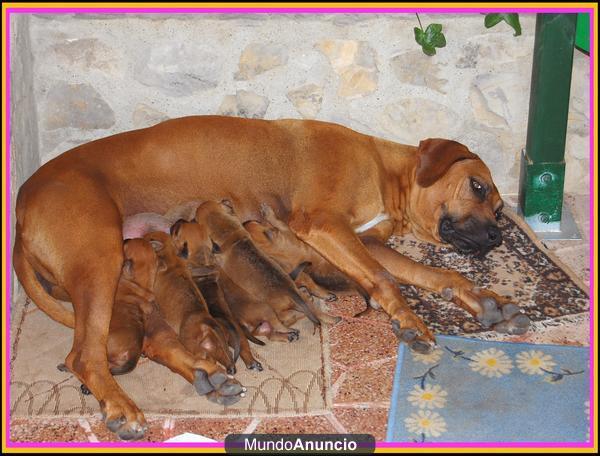 Cachorros Rhodesian Ridgeback