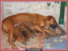 Cachorros Rhodesian Ridgeback - mejor precio | unprecio.es