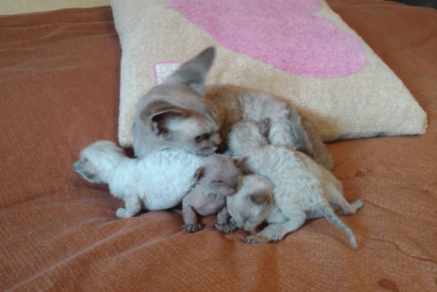 Devon Rex disponibles