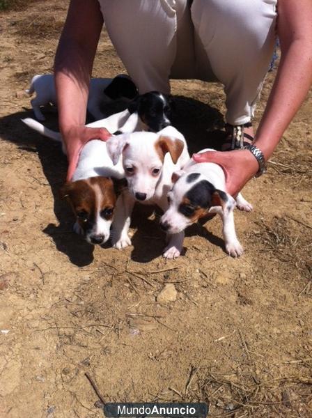 JACK RUSSELL 250€