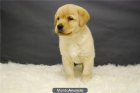 LABRADOR RETRIEVER y GOLDEN, COLOR NEGRO Y COLOR CANELA, CACHORROS EN VENTA - mejor precio | unprecio.es