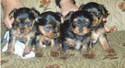 se vende cachorritos de yorkshire terrier entregar vacunado,desparasitado granada