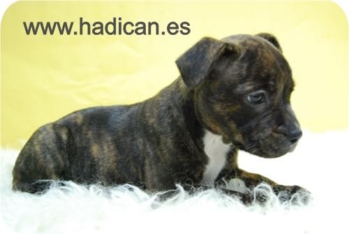 Staffordshire Bullterrier en color atigrado.