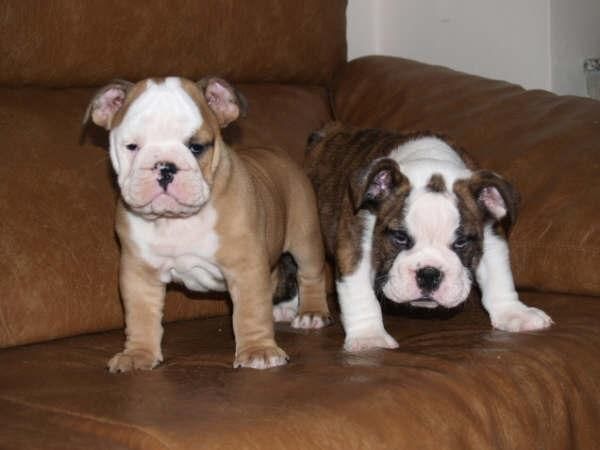 Tu Bulldog Ingles, cachorros fantasticos