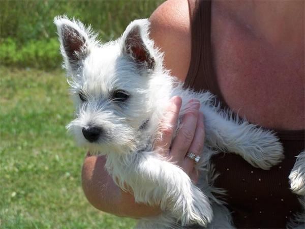 westie Highland cachorros necesita nuevos hogares (adopción)