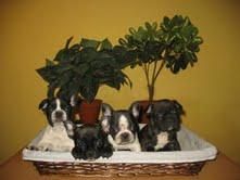 Cachorros Bulldog Frances 450 euros