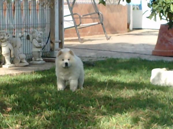 CHOW CHOW BLANCOS.