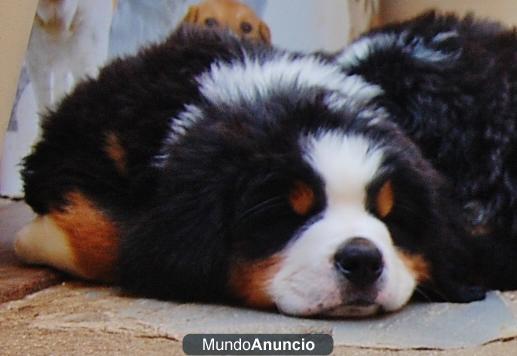 MAGNIFICOS CACHORROS DE BOYEROS DE BERNA