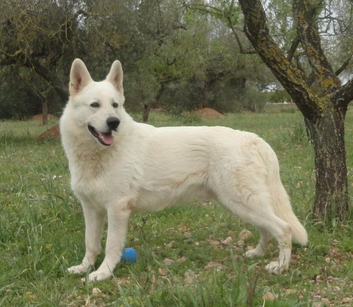 Pastor Blanco Suizo cachorros disponible nacido 31-04-2013