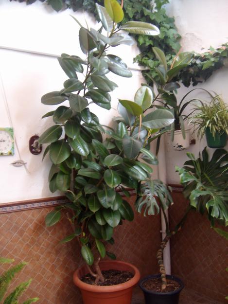 Se vende Ficus Elastica