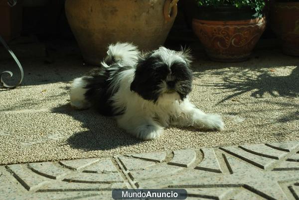 SHIH TZU PRECIOSOS CACHORROS LISTOS PARA ENTREGAR CON 2 MESES