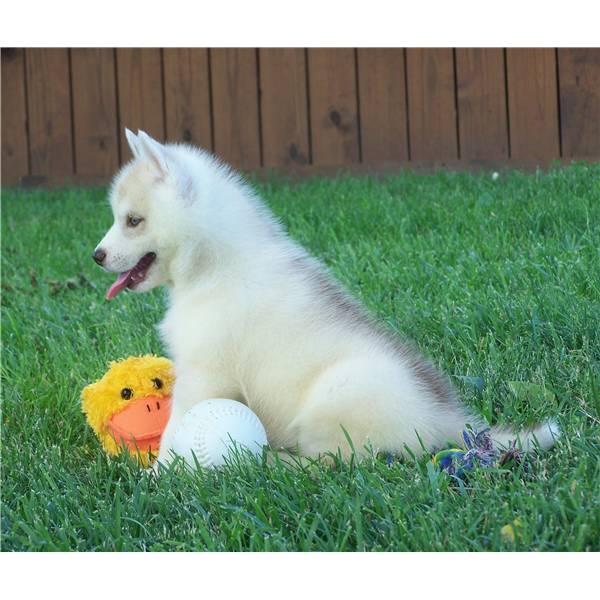 tenemos tres cachorros de husky siberiano para la venta