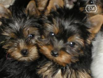 venta de cachorros de raza yorkshire por 550 euros