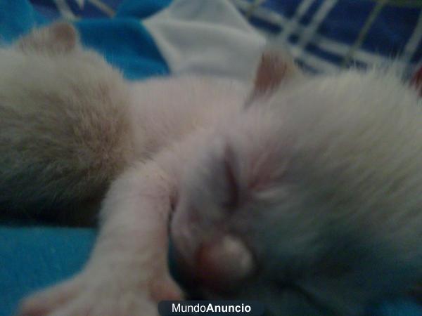 Venta de tres gatitos SIAMESES