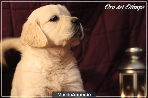 CACHORROS DE GOLDEN MÁXIMA CALIDAD, BELLEZA Y SALUD