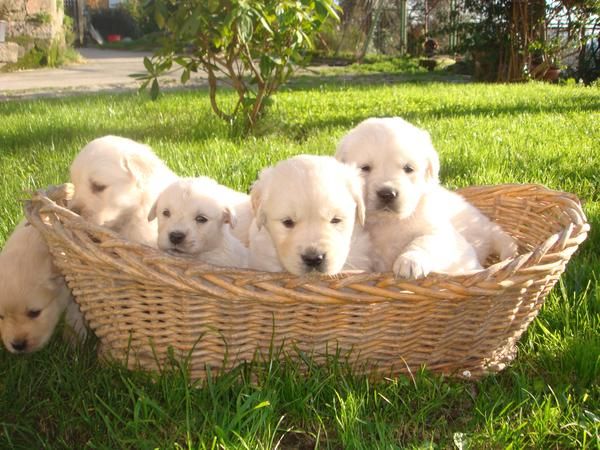 Cachorras golden retriever, DOS últimas para REYES!!