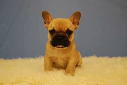 Cachorros de Bulldog Frances ejemplares de Calidad