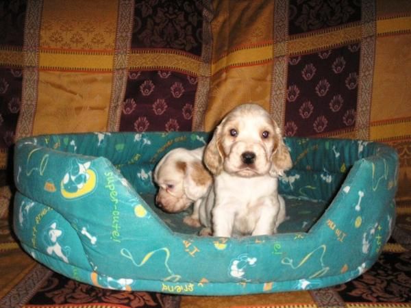 Cocker spaniel - cachorros