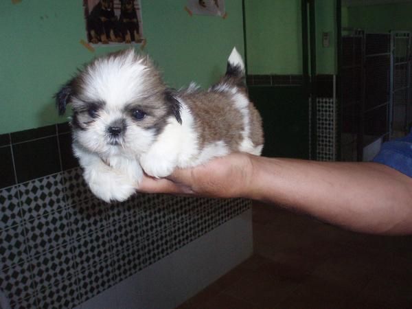 especiales y encantadoresSHIH TZU CON PEDIGREE 450 EUROS