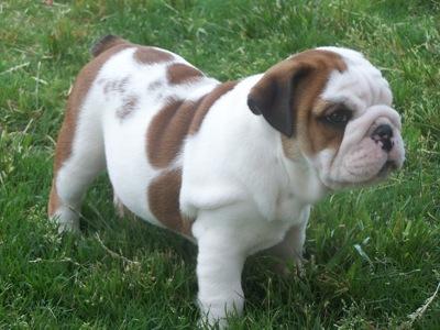 preciosa camada de bulldog ingles