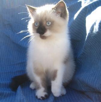 PRECIOSA GATITA RAGDOLL SEAL MITTED