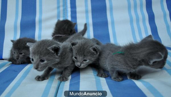 Se vende cachorros de Gato Azul Ruso