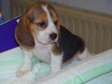 beagle con dos meses