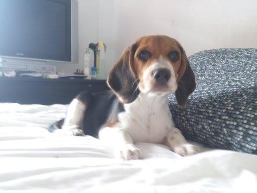 beagle hembra