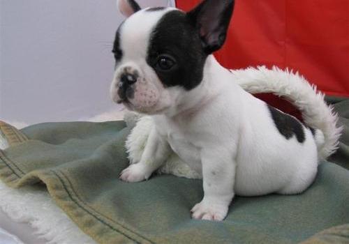 Cachorros de bulldog francés in regalo