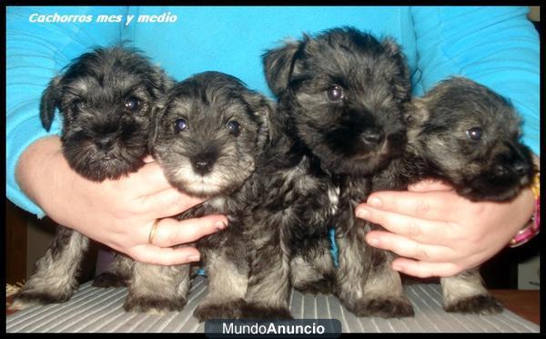 Cachorros Schnauzer Miniatura Sal y Pimienta