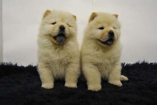 chow chow, calidad y compañia. buen precio, color blanco y marron