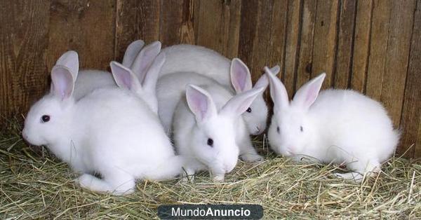 conejos lindos para libre