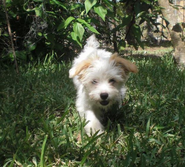 LUNA, cachorrita peludita tamaño mediano en un futuro