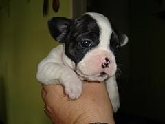 Oferton de bulldog frances