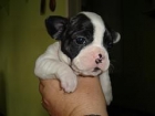 Oferton de bulldog frances - mejor precio | unprecio.es