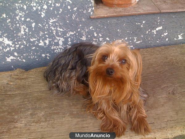 PERRO YORKSHIRE TERRIER DESAPARECIDO