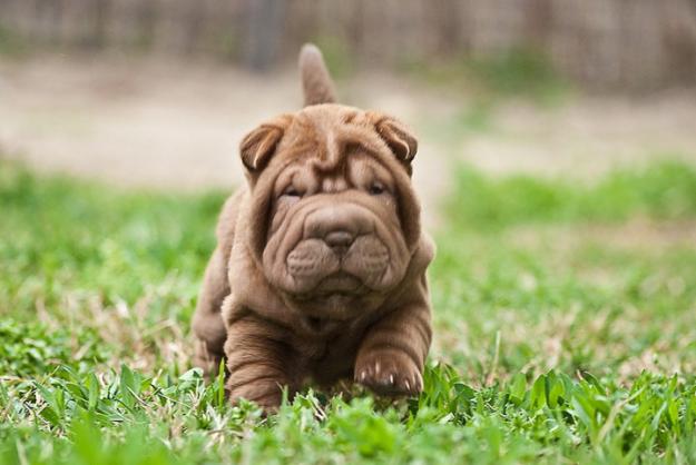 shar peis lilac y azules