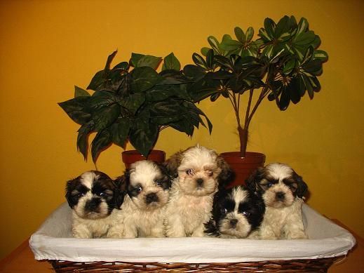 SHIH TZU CON CHIP 290