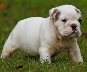 VENDO BULLDOG INGLES CON PEDIGREE