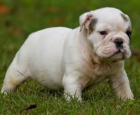 VENDO BULLDOG INGLES CON PEDIGREE - mejor precio | unprecio.es